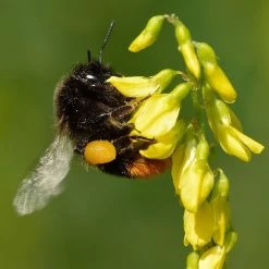 FuturePlanter Echter Steinklee (Melilotus Officinalis)