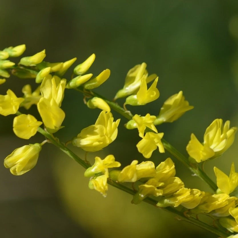 FuturePlanter Echter Steinklee (Melilotus Officinalis) 1 FuturePlanter Echter Steinklee (Melilotus Officinalis)