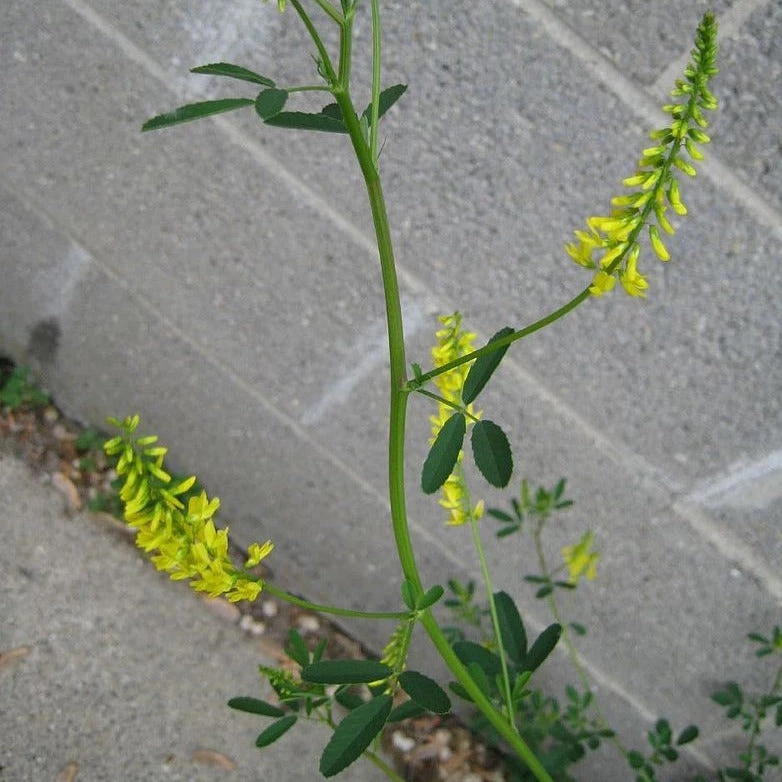 FuturePlanter Echter Steinklee (Melilotus Officinalis) 5 FuturePlanter Echter Steinklee (Melilotus Officinalis)