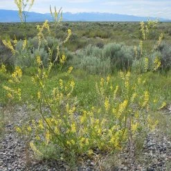 FuturePlanter Echter Steinklee (Melilotus Officinalis) 14 FuturePlanter Echter Steinklee (Melilotus Officinalis)