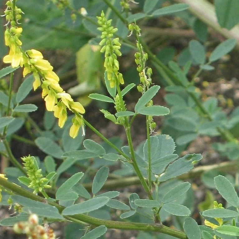 FuturePlanter Echter Steinklee (Melilotus Officinalis) 6 FuturePlanter Echter Steinklee (Melilotus Officinalis)