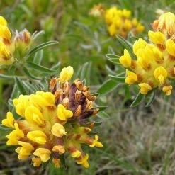 FuturePlanter Echter Wundklee (Anthyllis Vulneraria) Alle Pflanzen Im Shop