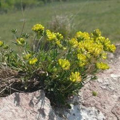 FuturePlanter Echter Wundklee (Anthyllis Vulneraria) Alle Pflanzen Im Shop