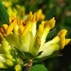 FuturePlanter Echter Wundklee (Anthyllis Vulneraria) Alle Pflanzen Im Shop
