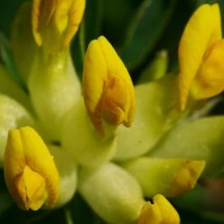 FuturePlanter Echter Wundklee (Anthyllis Vulneraria) Alle Pflanzen Im Shop