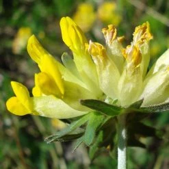 FuturePlanter Echter Wundklee (Anthyllis Vulneraria) Alle Pflanzen Im Shop