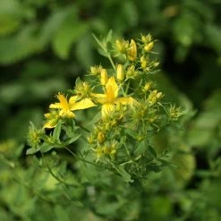 FuturePlanter Echtes Johanniskraut (Hypericum Perforatum) Alle Pflanzen Im Shop