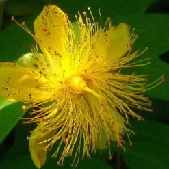 FuturePlanter Echtes Johanniskraut (Hypericum Perforatum) Alle Pflanzen Im Shop