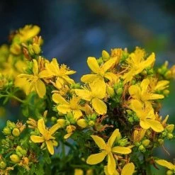 FuturePlanter Echtes Johanniskraut (Hypericum Perforatum) Alle Pflanzen Im Shop