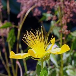 FuturePlanter Echtes Johanniskraut (Hypericum Perforatum) Alle Pflanzen Im Shop