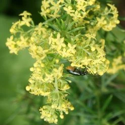 FuturePlanter Alle Pflanzen Im Shop Echtes Labkraut (Galium Verum)