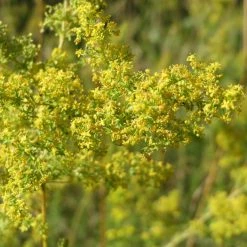 FuturePlanter Alle Pflanzen Im Shop Echtes Labkraut (Galium Verum)