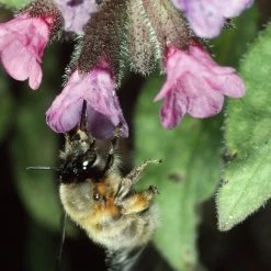FuturePlanter Echtes Lungenkraut (Pulmonaria Officinalis) Alle Pflanzen Im Shop 11 FuturePlanter Echtes Lungenkraut (Pulmonaria Officinalis) Alle Pflanzen Im Shop