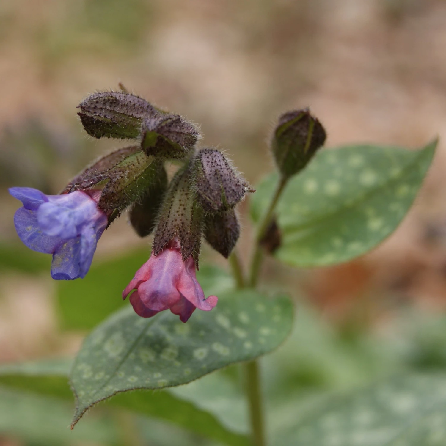FuturePlanter Echtes Lungenkraut (Pulmonaria Officinalis) Alle Pflanzen Im Shop 6 FuturePlanter Echtes Lungenkraut (Pulmonaria Officinalis) Alle Pflanzen Im Shop