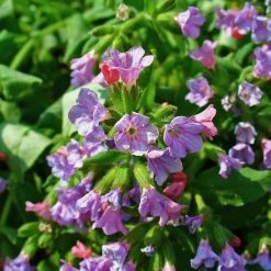 FuturePlanter Echtes Lungenkraut (Pulmonaria Officinalis) Alle Pflanzen Im Shop 15 FuturePlanter Echtes Lungenkraut (Pulmonaria Officinalis) Alle Pflanzen Im Shop
