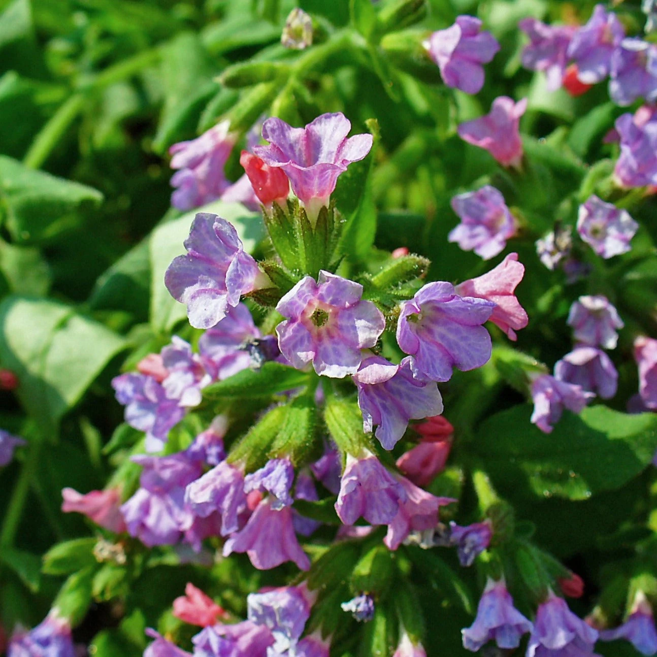 FuturePlanter Echtes Lungenkraut (Pulmonaria Officinalis) Alle Pflanzen Im Shop 8 FuturePlanter Echtes Lungenkraut (Pulmonaria Officinalis) Alle Pflanzen Im Shop