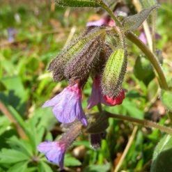 FuturePlanter Echtes Lungenkraut (Pulmonaria Officinalis) Alle Pflanzen Im Shop 10 FuturePlanter Echtes Lungenkraut (Pulmonaria Officinalis) Alle Pflanzen Im Shop