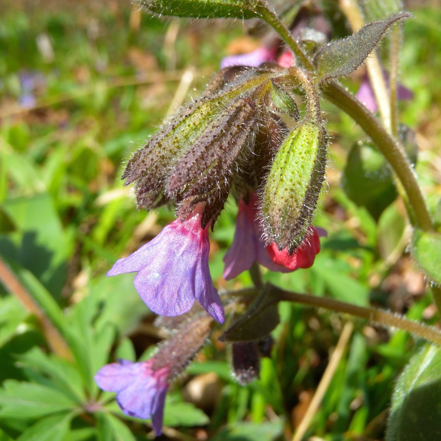 FuturePlanter Echtes Lungenkraut (Pulmonaria Officinalis) Alle Pflanzen Im Shop 3 FuturePlanter Echtes Lungenkraut (Pulmonaria Officinalis) Alle Pflanzen Im Shop