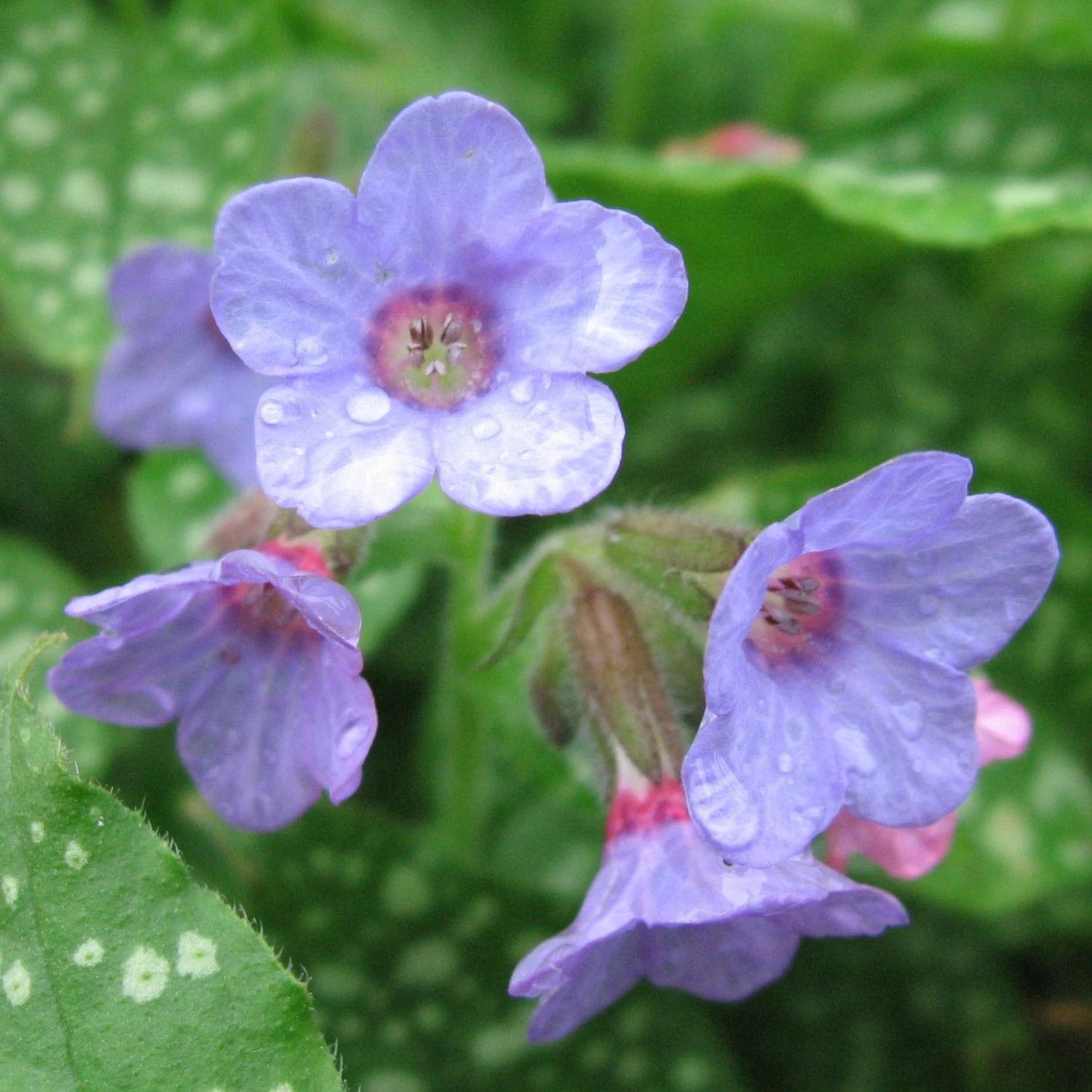 FuturePlanter Echtes Lungenkraut (Pulmonaria Officinalis) Alle Pflanzen Im Shop 7 FuturePlanter Echtes Lungenkraut (Pulmonaria Officinalis) Alle Pflanzen Im Shop