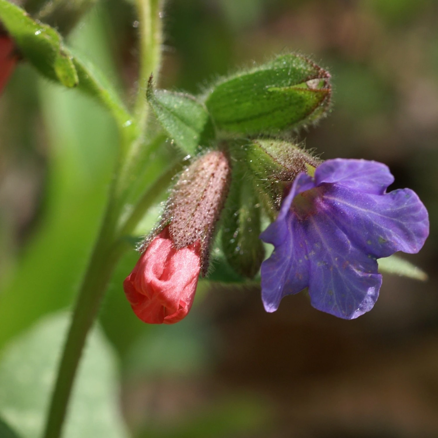 FuturePlanter Echtes Lungenkraut (Pulmonaria Officinalis) Alle Pflanzen Im Shop 1 FuturePlanter Echtes Lungenkraut (Pulmonaria Officinalis) Alle Pflanzen Im Shop