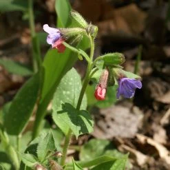 FuturePlanter Echtes Lungenkraut (Pulmonaria Officinalis) Alle Pflanzen Im Shop 12 FuturePlanter Echtes Lungenkraut (Pulmonaria Officinalis) Alle Pflanzen Im Shop