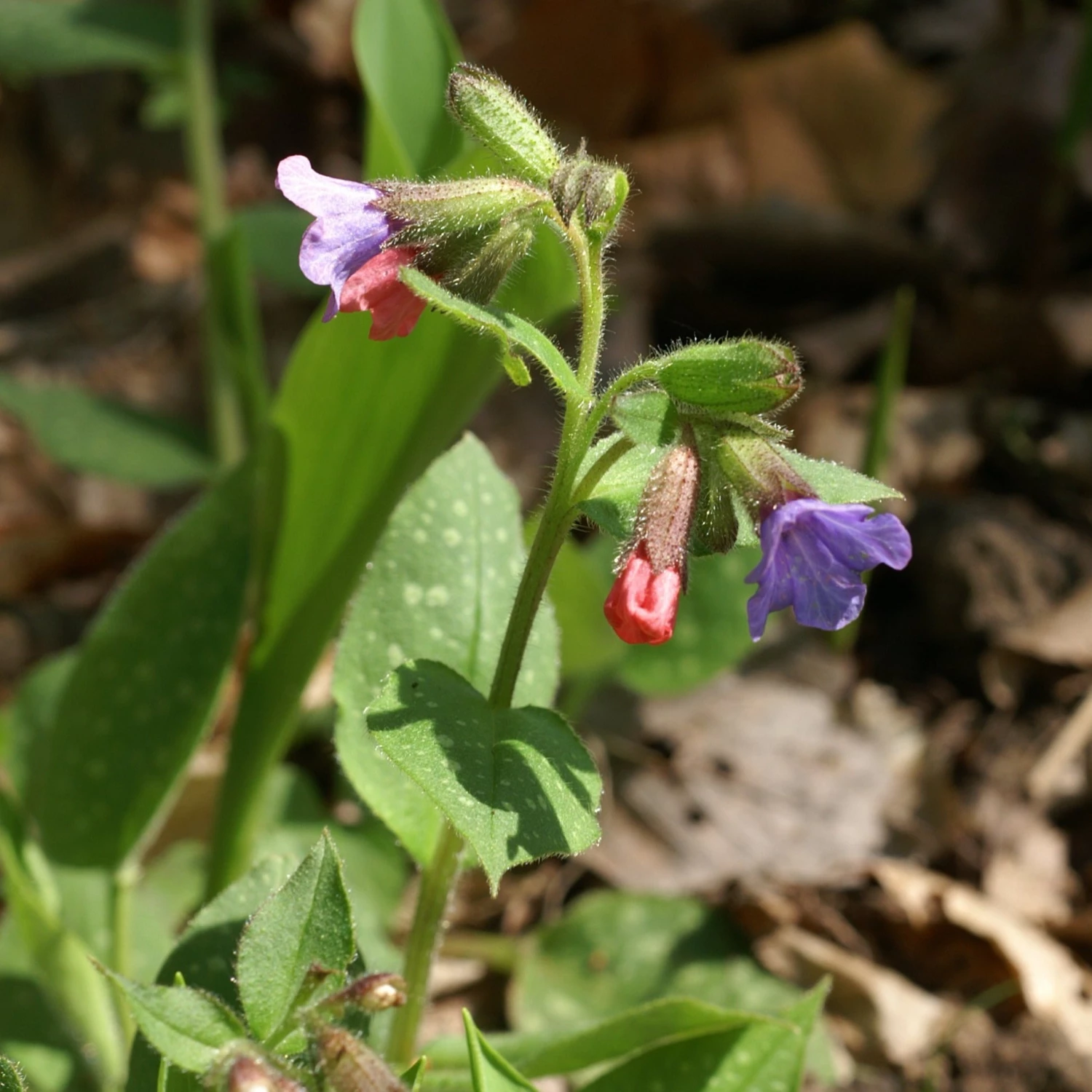 FuturePlanter Echtes Lungenkraut (Pulmonaria Officinalis) Alle Pflanzen Im Shop 5 FuturePlanter Echtes Lungenkraut (Pulmonaria Officinalis) Alle Pflanzen Im Shop