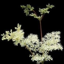 FuturePlanter Echtes Mädesüss (Filipendula Ulmaria) Alle Pflanzen Im Shop 11 FuturePlanter Echtes Mädesüss (Filipendula Ulmaria) Alle Pflanzen Im Shop