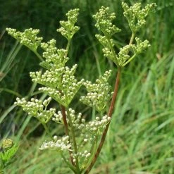 FuturePlanter Echtes Mädesüss (Filipendula Ulmaria) Alle Pflanzen Im Shop 12 FuturePlanter Echtes Mädesüss (Filipendula Ulmaria) Alle Pflanzen Im Shop