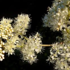 FuturePlanter Echtes Mädesüss (Filipendula Ulmaria) Alle Pflanzen Im Shop