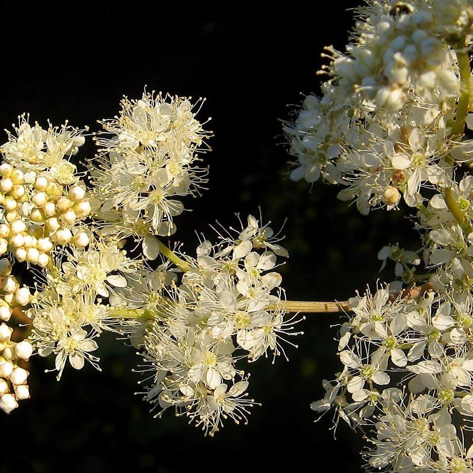 FuturePlanter Echtes Mädesüss (Filipendula Ulmaria) Alle Pflanzen Im Shop 1 FuturePlanter Echtes Mädesüss (Filipendula Ulmaria) Alle Pflanzen Im Shop