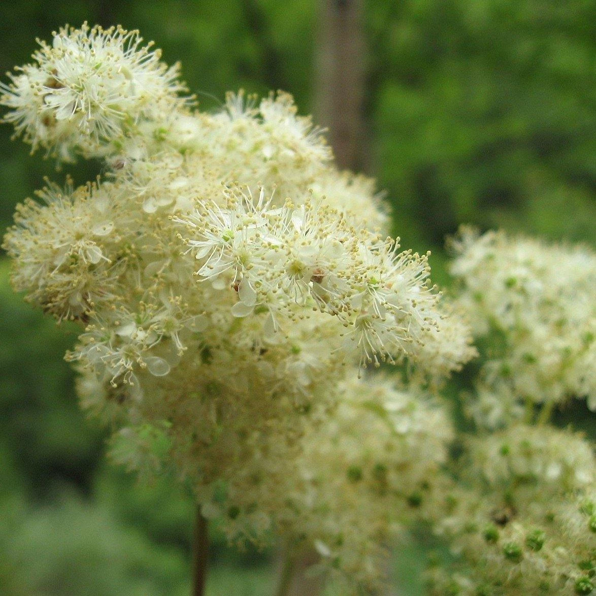 FuturePlanter Echtes Mädesüss (Filipendula Ulmaria) Alle Pflanzen Im Shop 7 FuturePlanter Echtes Mädesüss (Filipendula Ulmaria) Alle Pflanzen Im Shop
