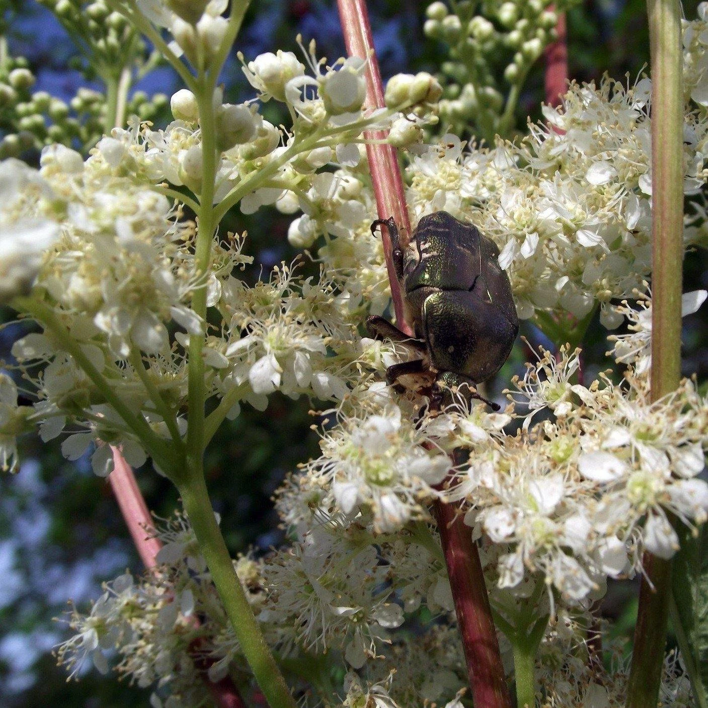 FuturePlanter Echtes Mädesüss (Filipendula Ulmaria) Alle Pflanzen Im Shop 2 FuturePlanter Echtes Mädesüss (Filipendula Ulmaria) Alle Pflanzen Im Shop