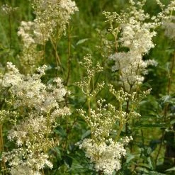 FuturePlanter Echtes Mädesüss (Filipendula Ulmaria) Alle Pflanzen Im Shop 13 FuturePlanter Echtes Mädesüss (Filipendula Ulmaria) Alle Pflanzen Im Shop