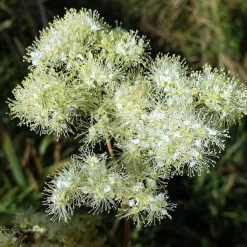 FuturePlanter Echtes Mädesüss (Filipendula Ulmaria) Alle Pflanzen Im Shop 15 FuturePlanter Echtes Mädesüss (Filipendula Ulmaria) Alle Pflanzen Im Shop