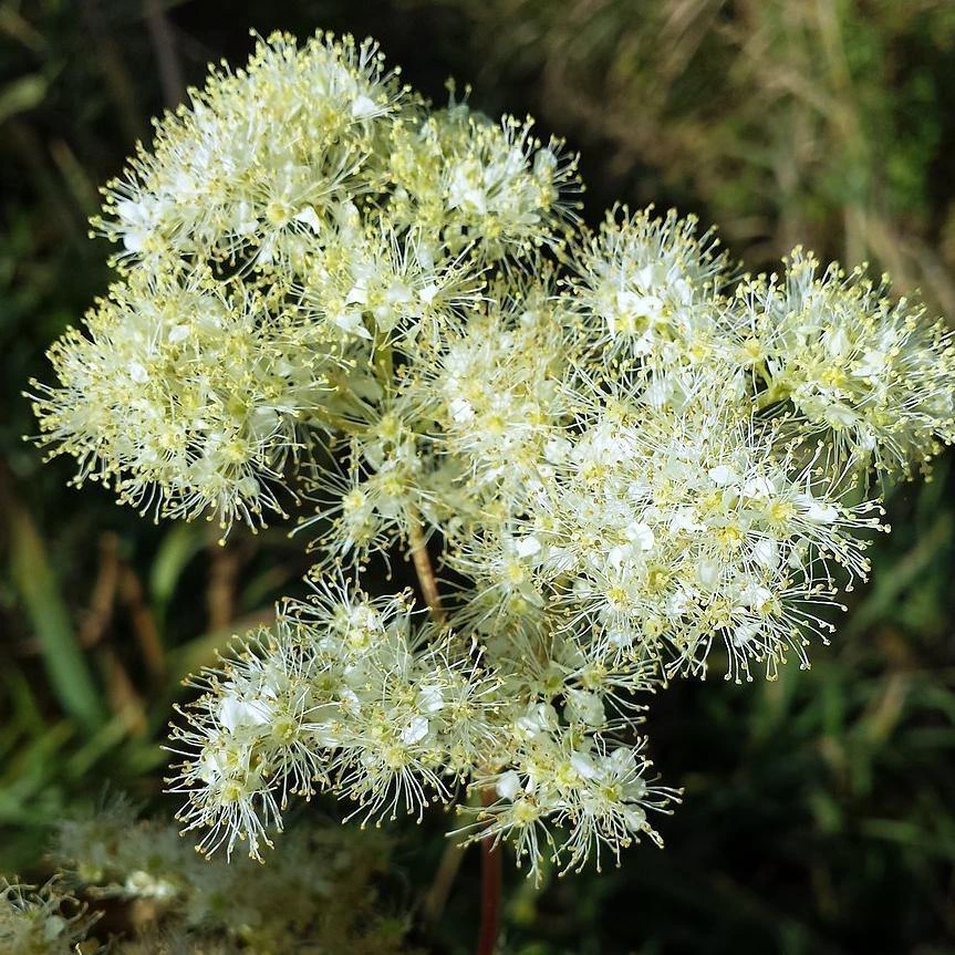 FuturePlanter Echtes Mädesüss (Filipendula Ulmaria) Alle Pflanzen Im Shop 8 FuturePlanter Echtes Mädesüss (Filipendula Ulmaria) Alle Pflanzen Im Shop