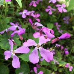 FuturePlanter Einjähriges Silberblatt (Lunaria Annua)