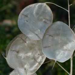 FuturePlanter Einjähriges Silberblatt (Lunaria Annua) 7 FuturePlanter Einjähriges Silberblatt (Lunaria Annua)