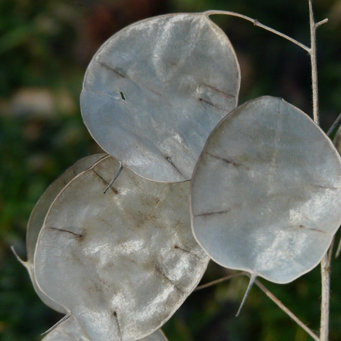 FuturePlanter Einjähriges Silberblatt (Lunaria Annua) 4 FuturePlanter Einjähriges Silberblatt (Lunaria Annua)