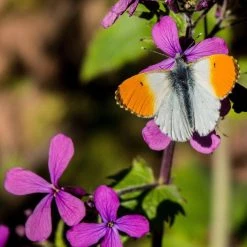 FuturePlanter Einjähriges Silberblatt (Lunaria Annua) 6 FuturePlanter Einjähriges Silberblatt (Lunaria Annua)