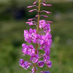 FuturePlanter Schmalblättriges Weidenröschen (Epilobium Angustifolium)