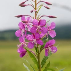 FuturePlanter Schmalblättriges Weidenröschen (Epilobium Angustifolium)