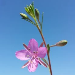 FuturePlanter Alle Pflanzen Im Shop Rosmarin-Weidenröschen (Epilobium Dodonaei)