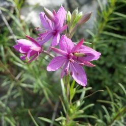 FuturePlanter Alle Pflanzen Im Shop Rosmarin-Weidenröschen (Epilobium Dodonaei)