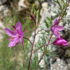 FuturePlanter Alle Pflanzen Im Shop Rosmarin-Weidenröschen (Epilobium Dodonaei)