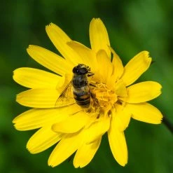 FuturePlanter Wiesen-Bocksbart (Tragopogon Pratensis) Alle Pflanzen Im Shop 10 FuturePlanter Wiesen-Bocksbart (Tragopogon Pratensis) Alle Pflanzen Im Shop
