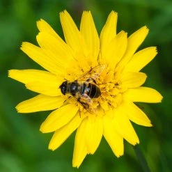 FuturePlanter Wiesen-Bocksbart (Tragopogon Pratensis) Alle Pflanzen Im Shop