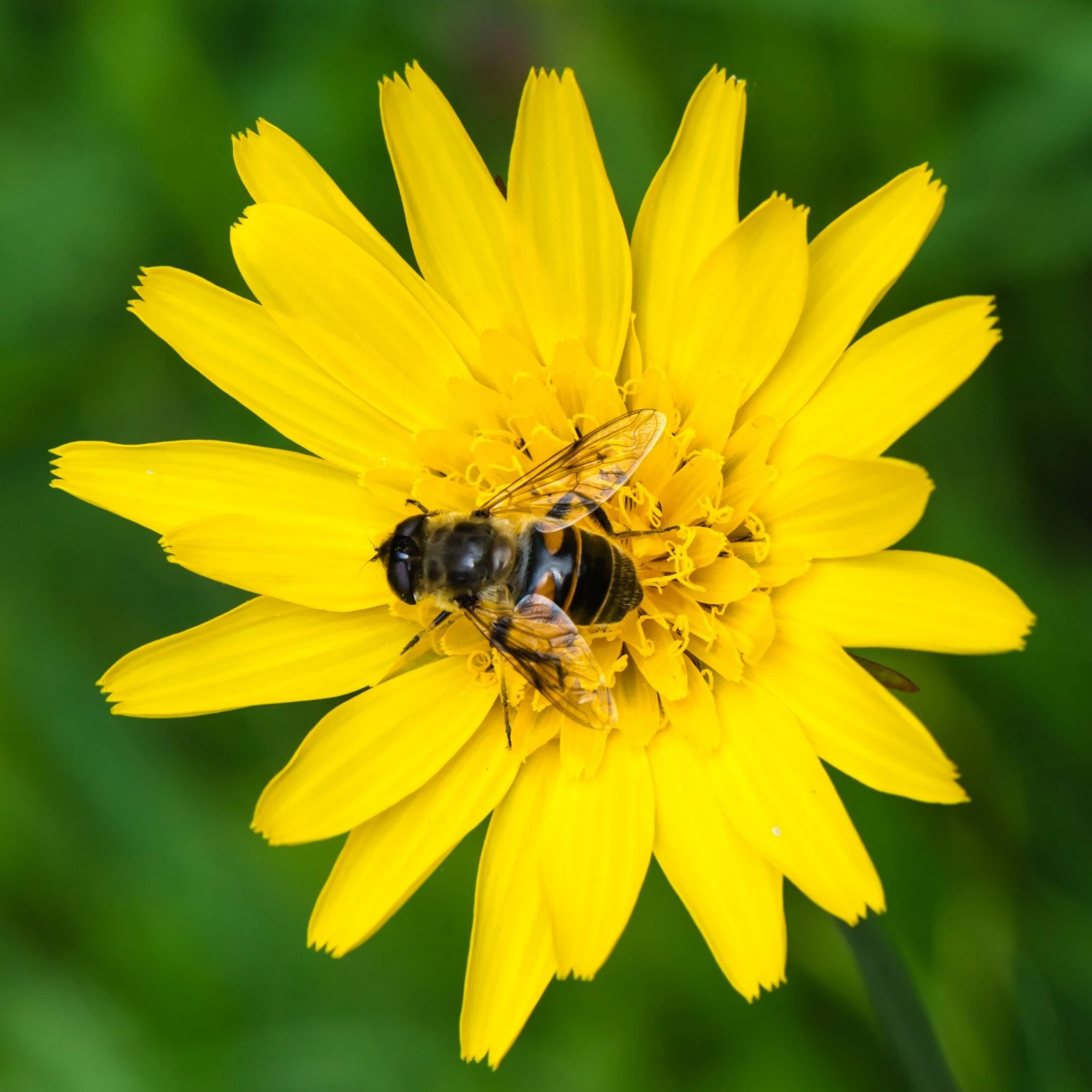 FuturePlanter Wiesen-Bocksbart (Tragopogon Pratensis) Alle Pflanzen Im Shop 1 FuturePlanter Wiesen-Bocksbart (Tragopogon Pratensis) Alle Pflanzen Im Shop