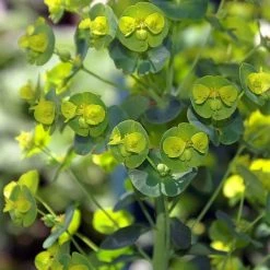 FuturePlanter Alle Pflanzen Im Shop Mandelblättrige Wolfsmilch (Euphorbia Amygdaloides)
