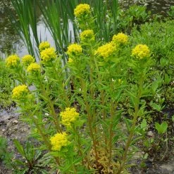 FuturePlanter Sumpf-Wolfsmilch (Euphorbia Palustris) 15 FuturePlanter Sumpf-Wolfsmilch (Euphorbia Palustris)
