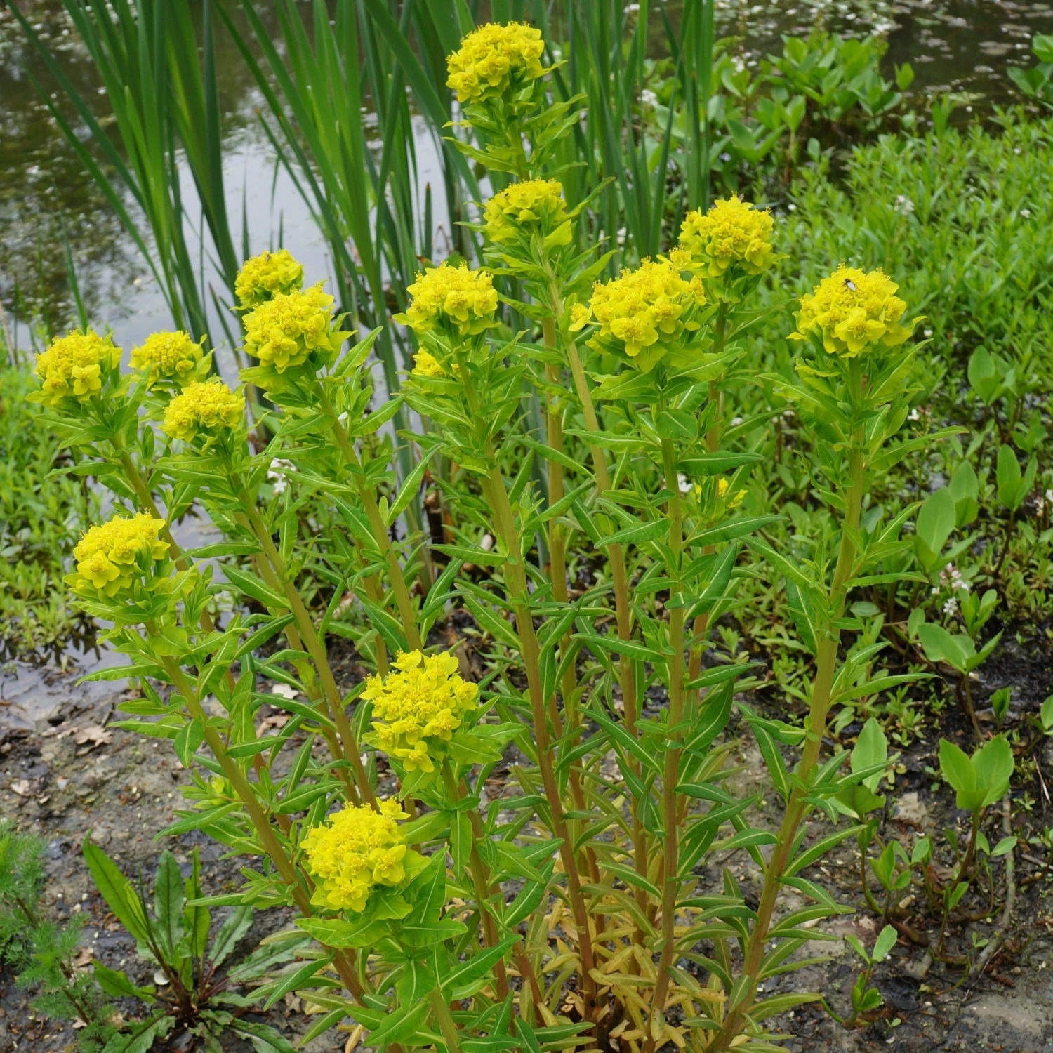 FuturePlanter Sumpf-Wolfsmilch (Euphorbia Palustris) 8 FuturePlanter Sumpf-Wolfsmilch (Euphorbia Palustris)